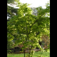 Acer palmatum cv Tsuri Nishiki (fam Aceracees) (2)